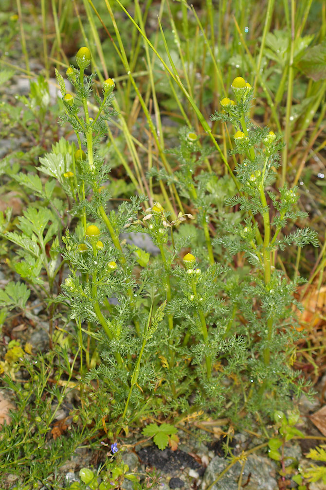 Matricaria discoidea / Falsa camomilla